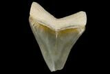 Serrated, Fossil Megalodon Tooth - Florida #114094-1